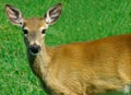 Deer Looking at Us Royalty Free Stock Photo