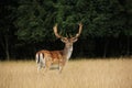 Deer looking Royalty Free Stock Photo