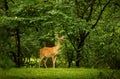 Deer on a lush green background