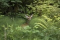 Deer in the lush green forest