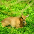 Deer lying down