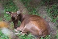 Deer lying on the lawn Royalty Free Stock Photo