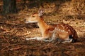 Deer lying in a sunny spot in a dark forest