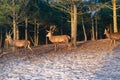 Deer male with big antlers in the natural park. Wildlife photo