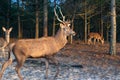 Deer male with big antlers in the natural park. Wildlife photo