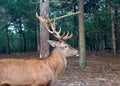 Deer male with big antlers in the natural park. Wildlife photo