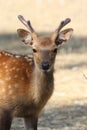 Deer Royalty Free Stock Photo