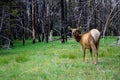 Deer Royalty Free Stock Photo