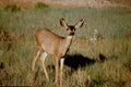 Deer Royalty Free Stock Photo