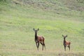 Deer Royalty Free Stock Photo