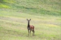 Deer Royalty Free Stock Photo