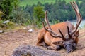 Deer maral with big horns lies on a mountain tied with a bridle Royalty Free Stock Photo