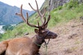 Deer maral with big horns lies on a mountain tied with a bridle Royalty Free Stock Photo