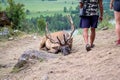 Deer maral with big horns lies on a mountain tied with a bridle