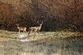 Deer mating