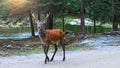 Deer at maturity age in the period of crossing with the female. Red deer on alert look for hunters. Hunting period of the cervus i