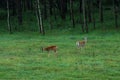 Deer on meadow Royalty Free Stock Photo