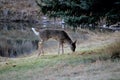 Deer in the Meadow Royalty Free Stock Photo