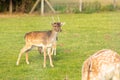 Deer in a meadow Royalty Free Stock Photo