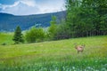 Deer in the Meadow Royalty Free Stock Photo