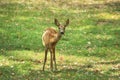 Deer On The Meadow