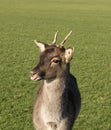 Deer in the meadow Royalty Free Stock Photo