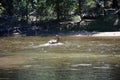 Deer in the Merced River in Yosemite National Park, California Royalty Free Stock Photo