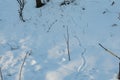 Deer Mouse trails in the snow