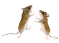 Deer Mice - Peromyscus Mouse Royalty Free Stock Photo
