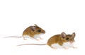 Deer Mice - Peromyscus Mouse