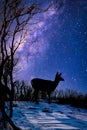 Deer in the midnight starlight image - Doe, galaxy, silhouette
