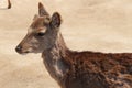 deer - miyajima - japan Royalty Free Stock Photo