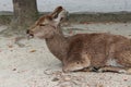 deer - miyajima - japan Royalty Free Stock Photo
