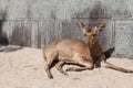 deer - miyajima - japan Royalty Free Stock Photo