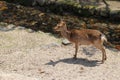 deer - miyajima - japan Royalty Free Stock Photo