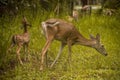Deer. Mom and Spotted young baby deer . Wild Animals. Wildlife nature photography. Royalty Free Stock Photo