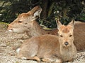 Deer at Momijidani Park, Miyajima Island, Hiroshima, Japan Royalty Free Stock Photo