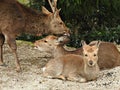 Deer at Momijidani Park, Miyajima Island, Hiroshima, Japan Royalty Free Stock Photo