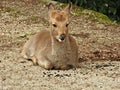 Deer at Momijidani Park, Miyajima Island, Hiroshima, Japan Royalty Free Stock Photo