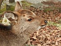 Deer at Momijidani Park, Miyajima Island, Hiroshima, Japan Royalty Free Stock Photo