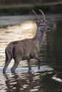 Deer having a morning bath