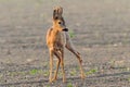 Deer is on the morning grassland