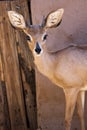 Deer Royalty Free Stock Photo