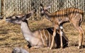 Deer mother and fawn