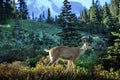 Deer in Mount Rainier USA Royalty Free Stock Photo