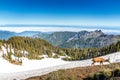 Deer and the mountain range at Hurricane Ridge in the Olympic National Park, USA Royalty Free Stock Photo