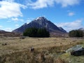 Deer and Mountains in Scotland