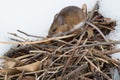 Deer Mouse - Peromyscus maniculatus