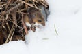 Deer Mouse - Peromyscus maniculatus