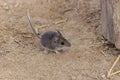 The deer mouse (Peromyscus maniculatus)